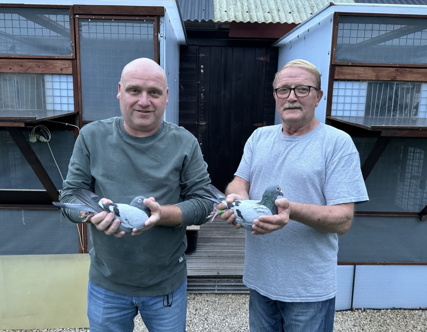 Pigeon Bids Van Loock – De Laet