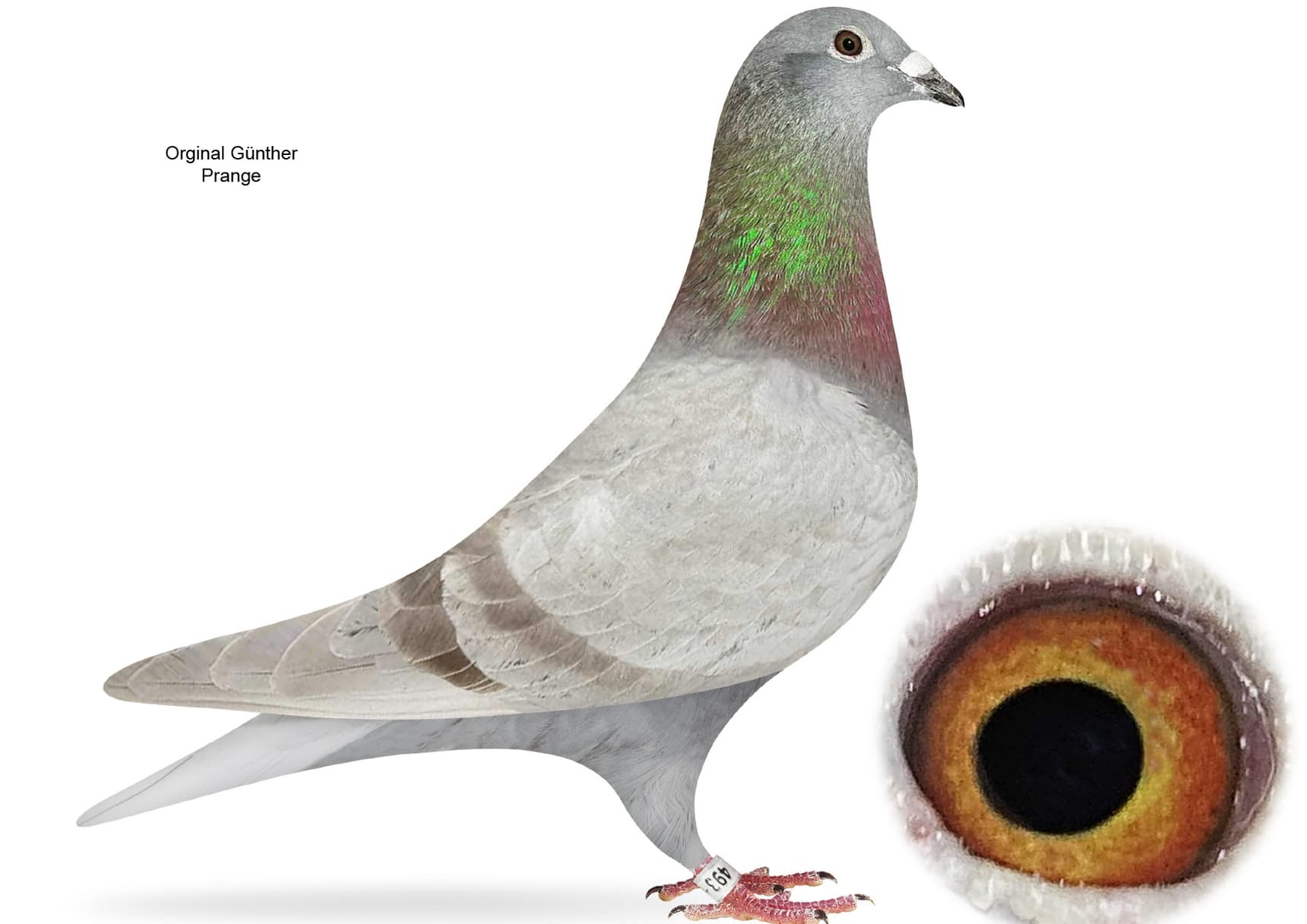 LINE OF THE LEGEND  "520"