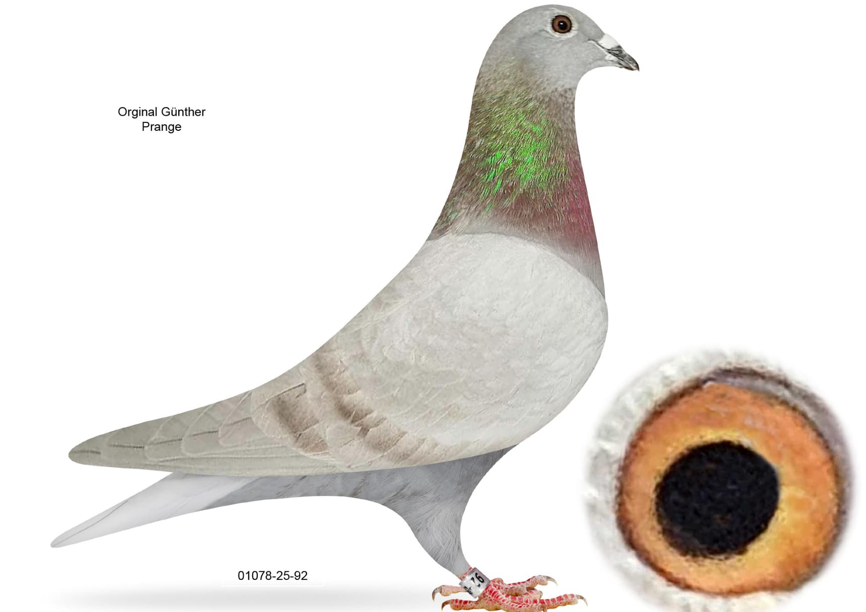 LINE OF THE LEGEND  "520"