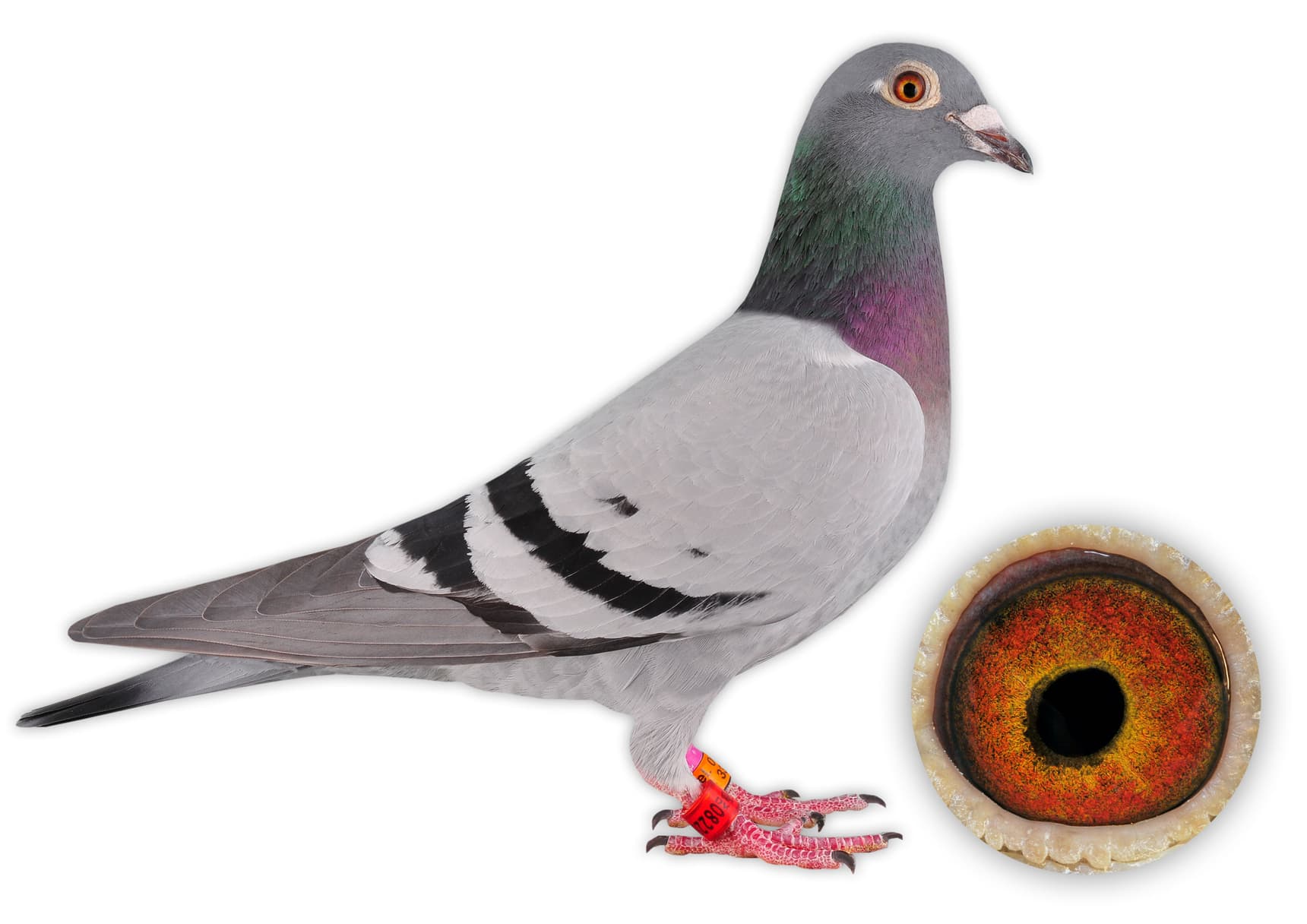 "Marseille-Hen"
