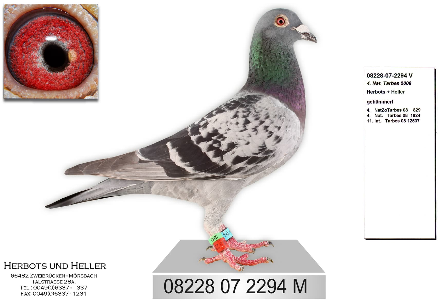 "4 Nat. Tarbes 2008"