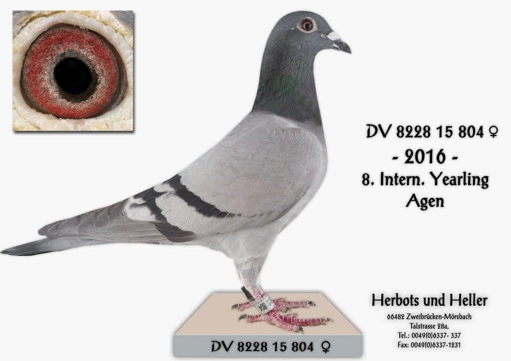 "8 Internat. Yrl. Agen"