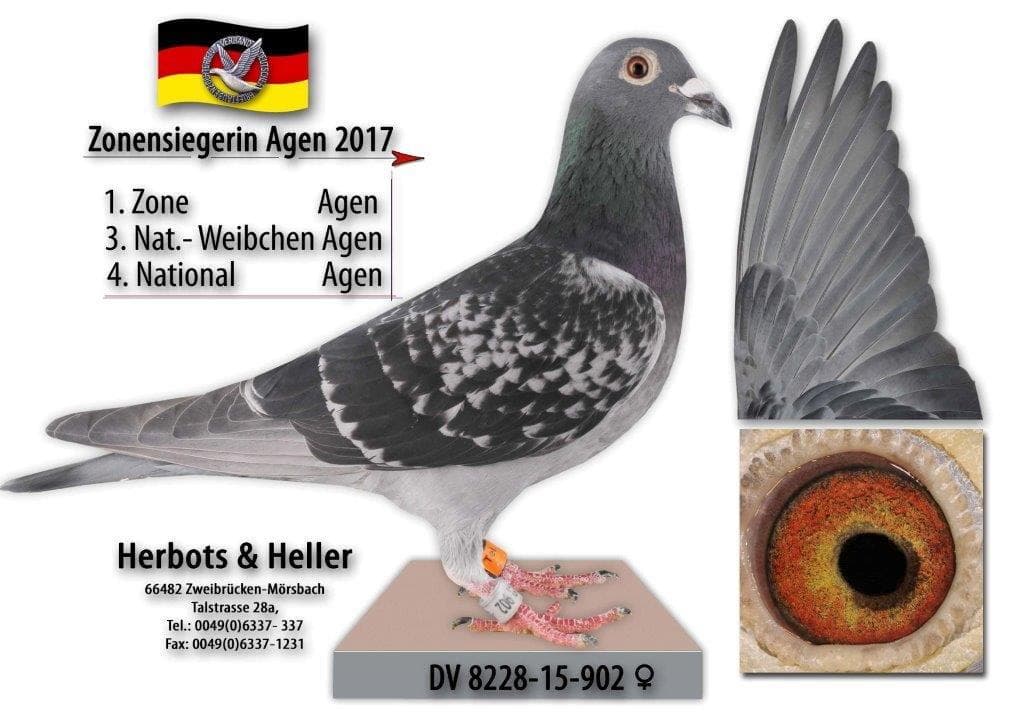 "Zonensiegerin Agen 2017"