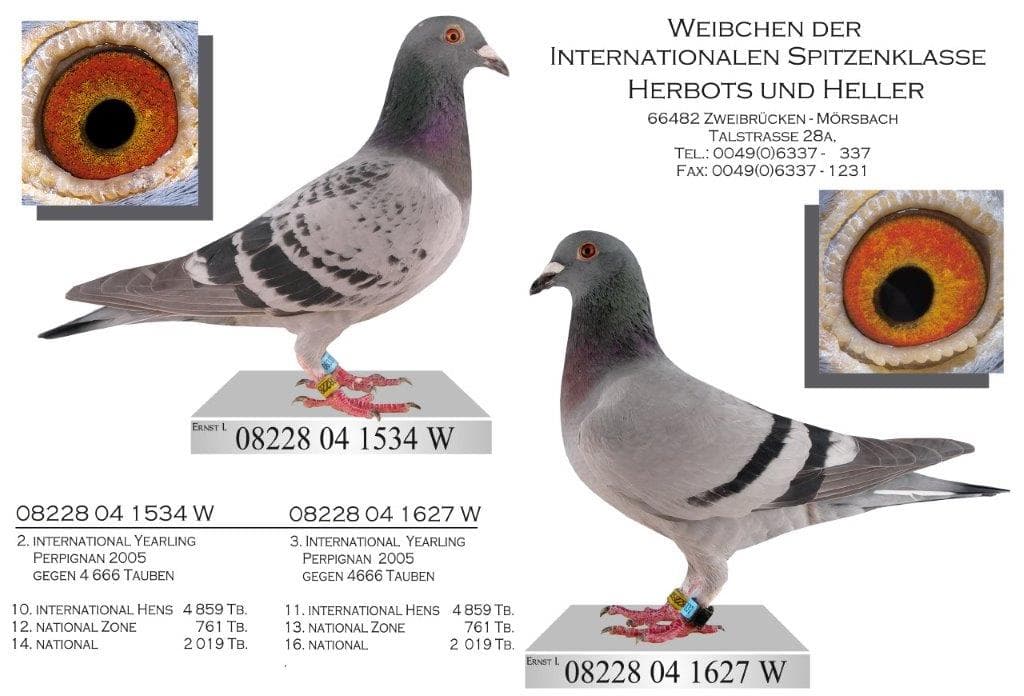 "2. Internat. yrl. Perpignan '05"