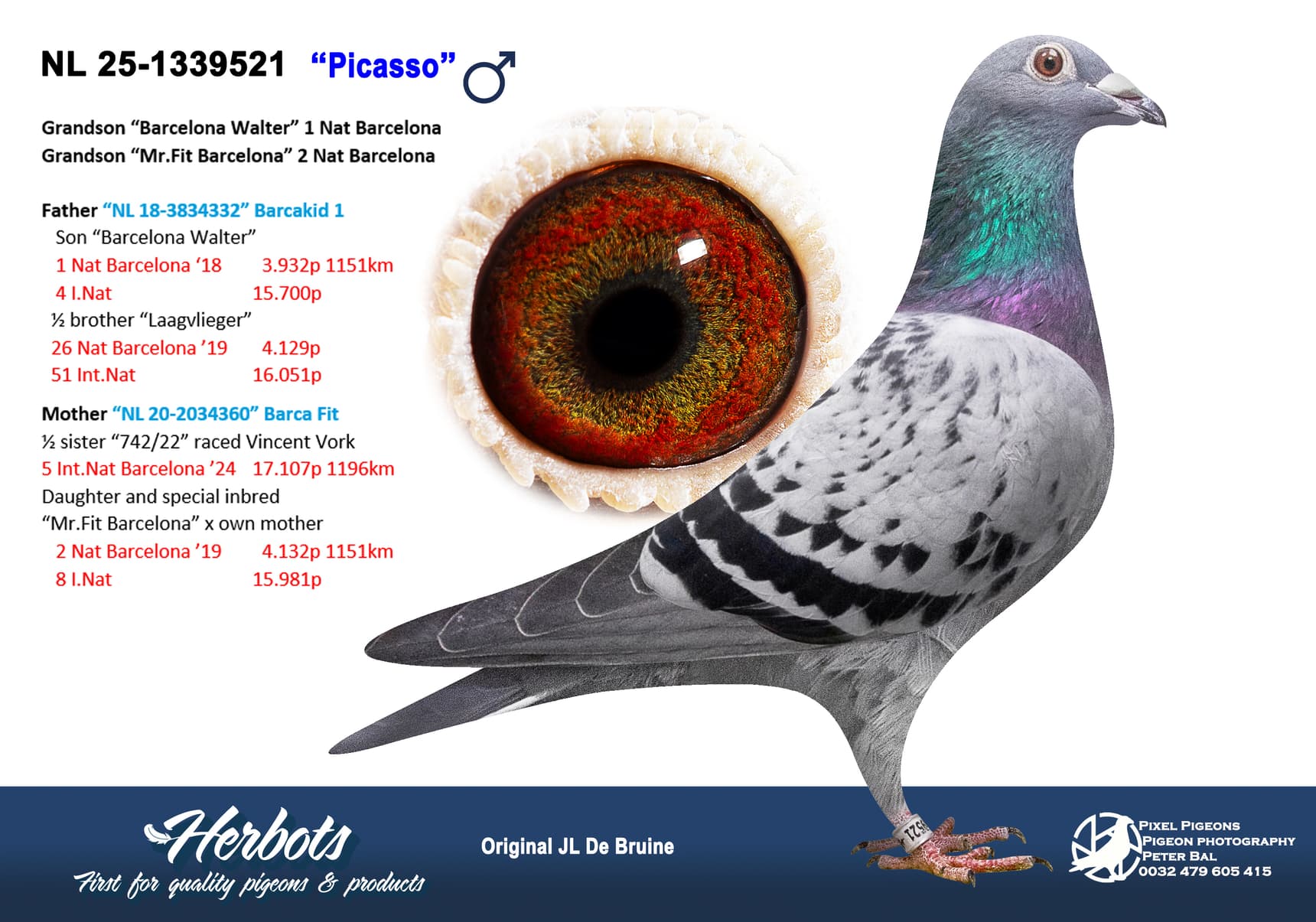 pigeon: undefined